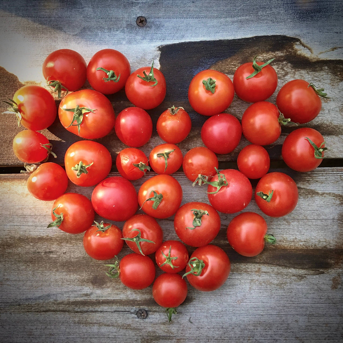 Garden in a Bag Tomato | Summer Kitchen Garden Gift
