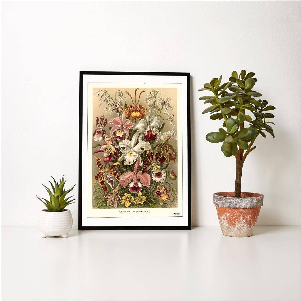Art Print FC-267 Haeckel Orchids