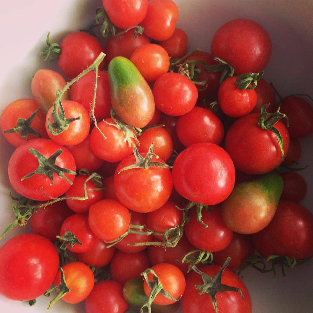 Garden in a Bag Tomato | Summer Kitchen Garden Gift