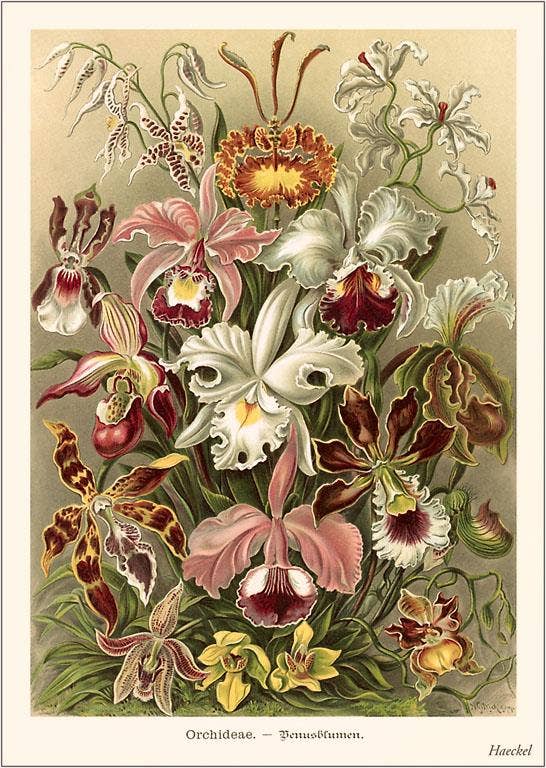 Art Print FC-267 Haeckel Orchids